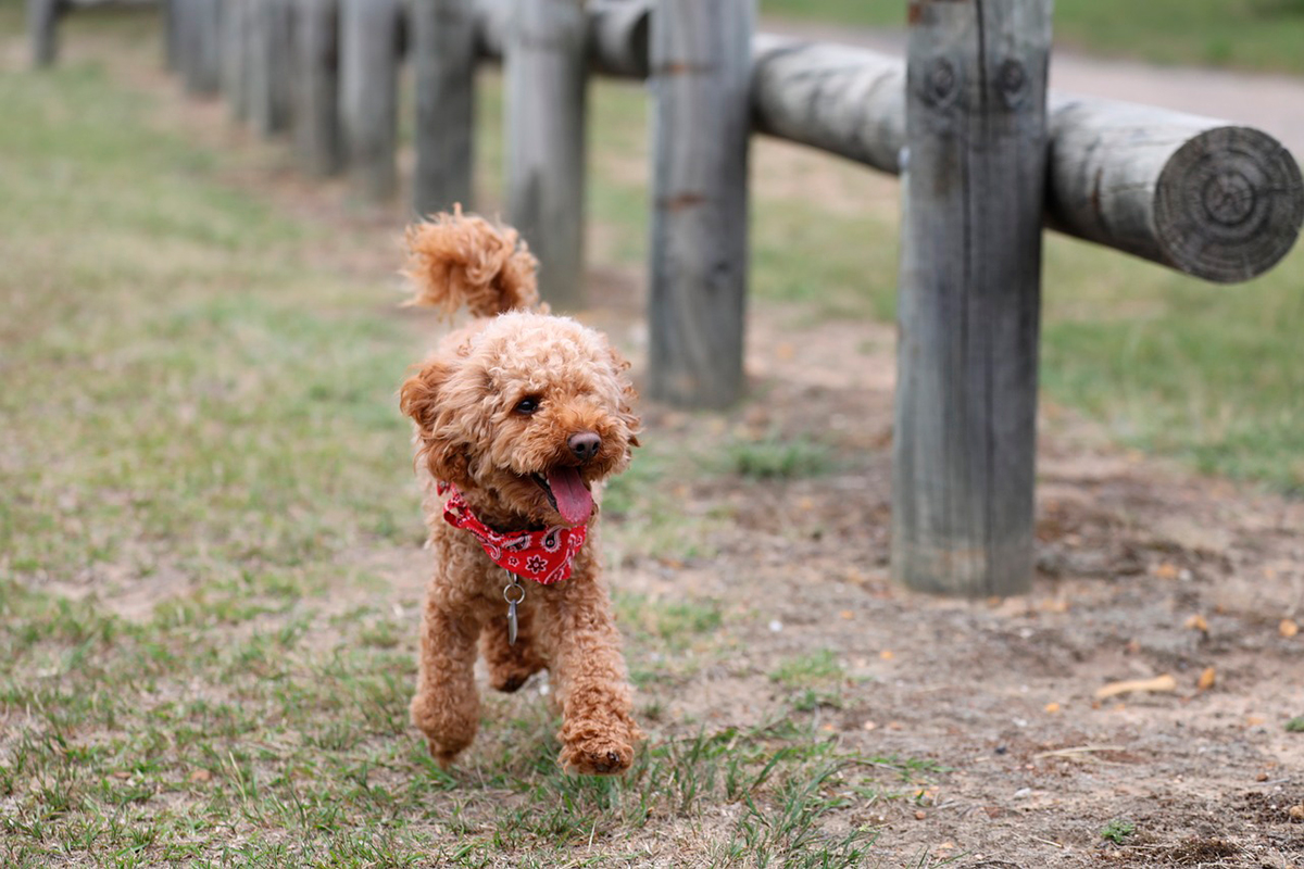caniche paseando por el campo