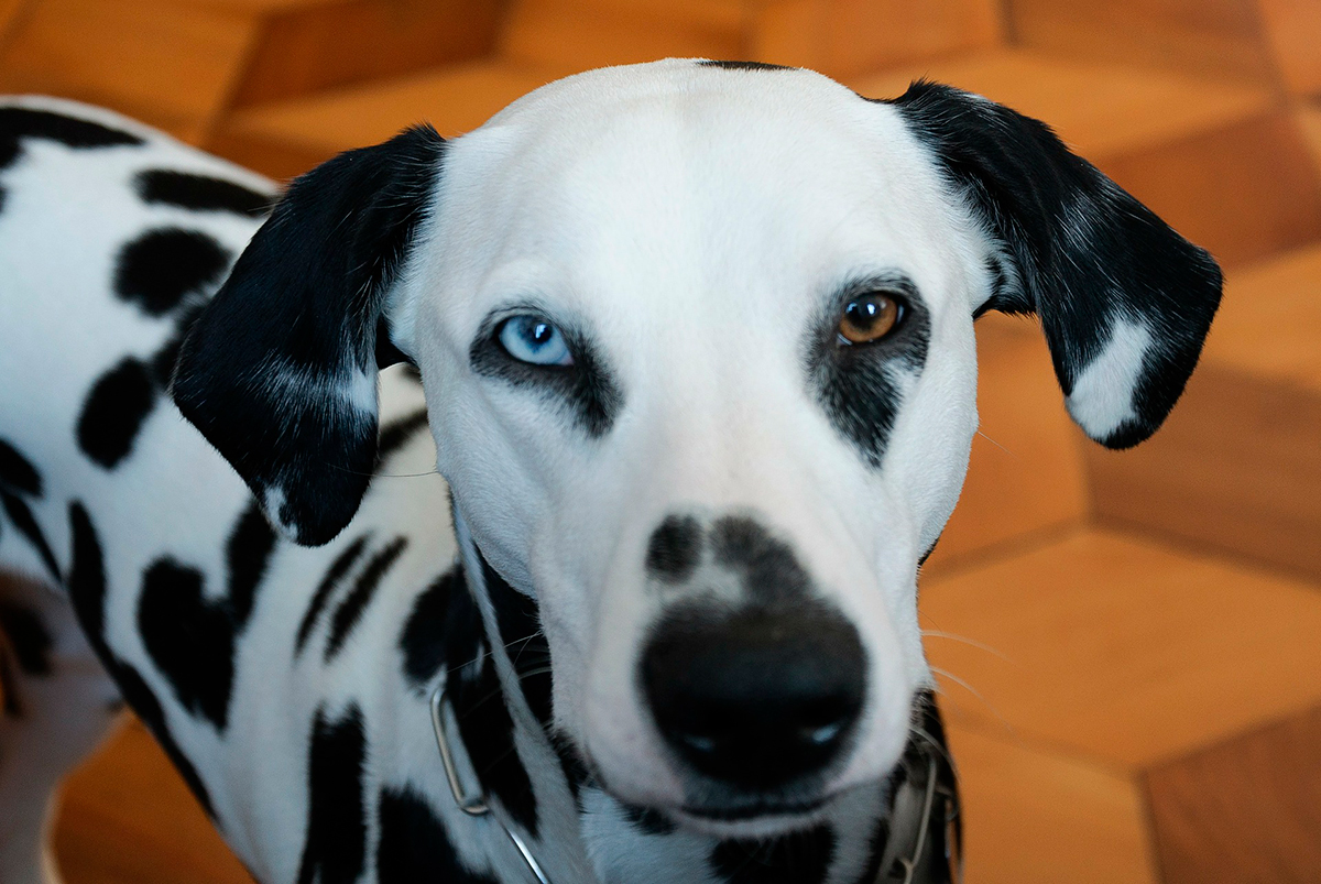 perro dalmata