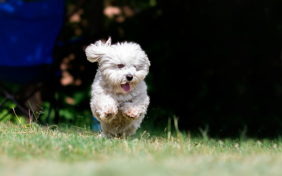 Coton de tulerar corriendo