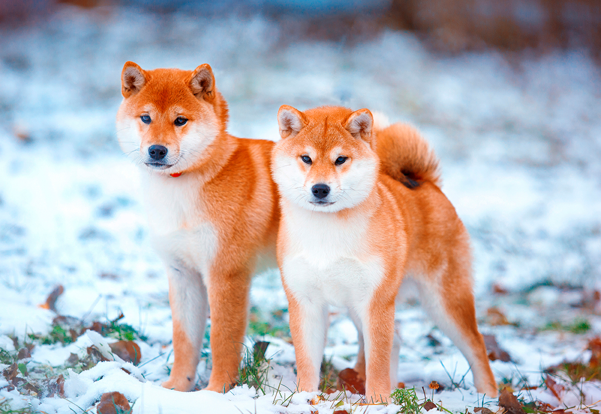 Shiba Inu