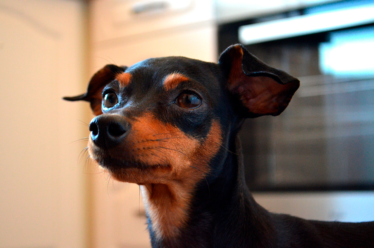 mini Pinscher