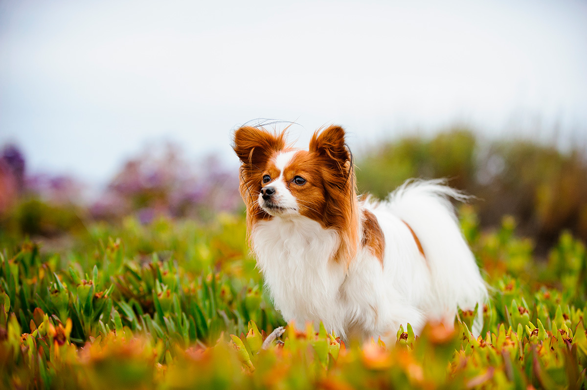 perro Papillon paseando por la pradera