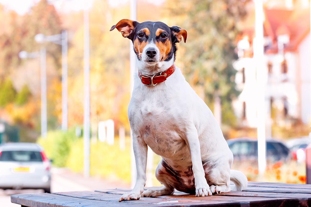 perro bodeguero andaluz