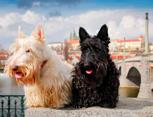 Estándar de la raza Terrier Checo