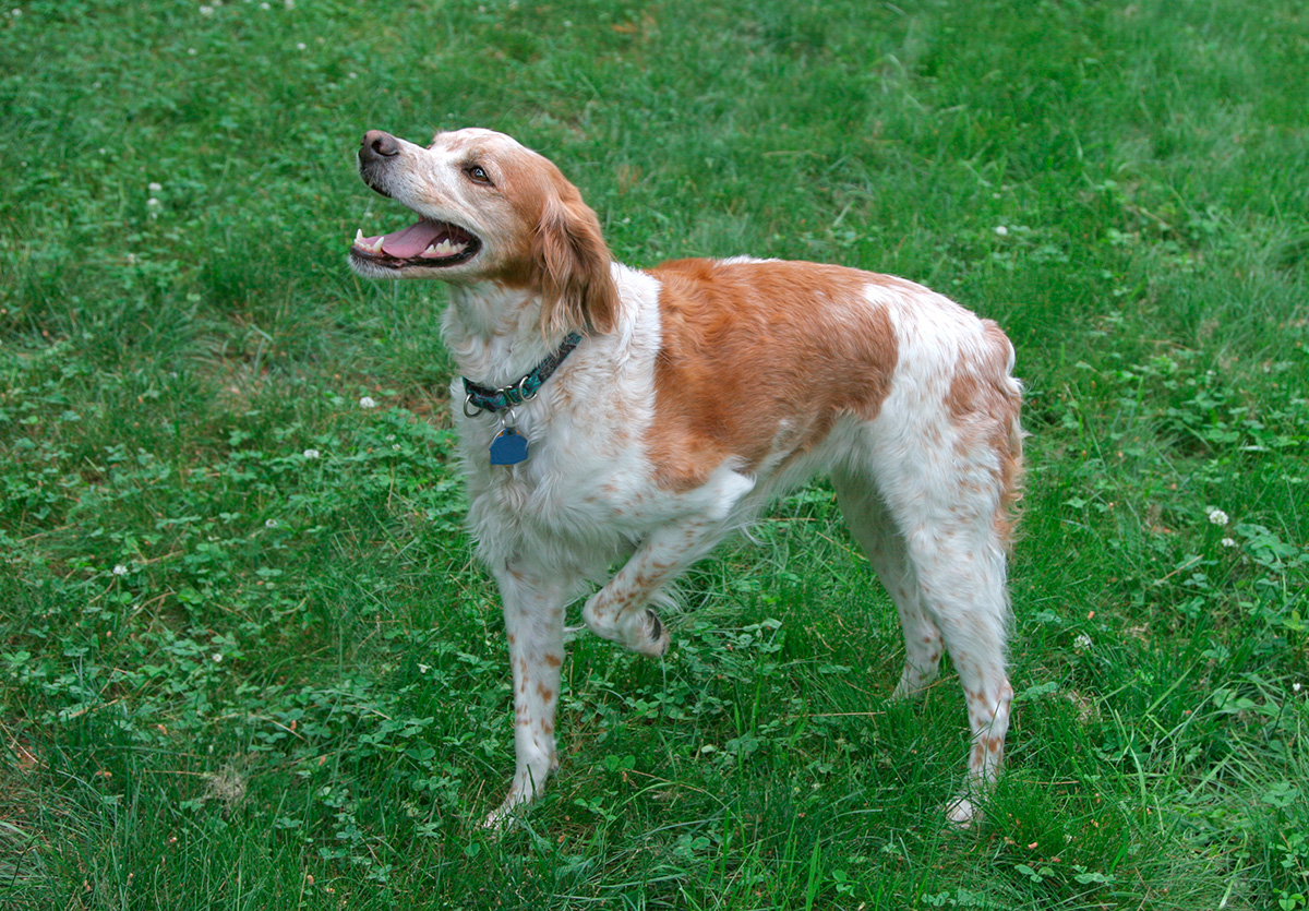 breton blanco y marron en el campo