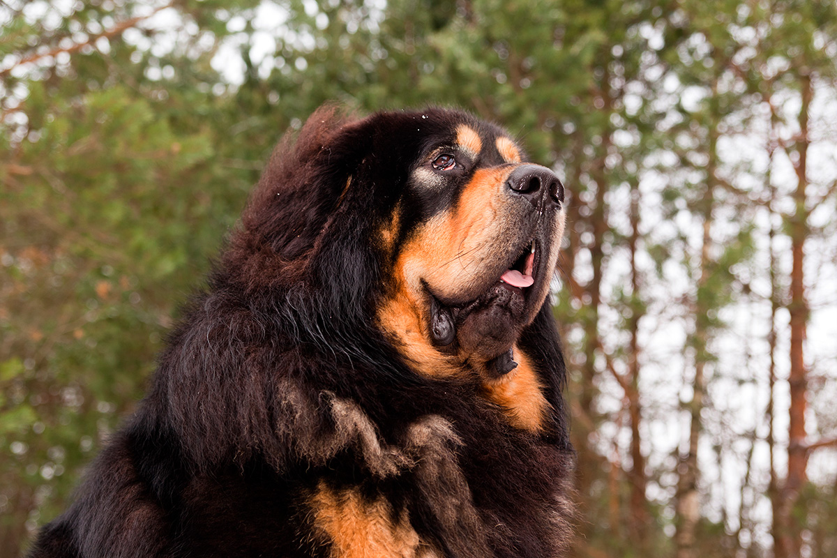 perro mastin tibetano