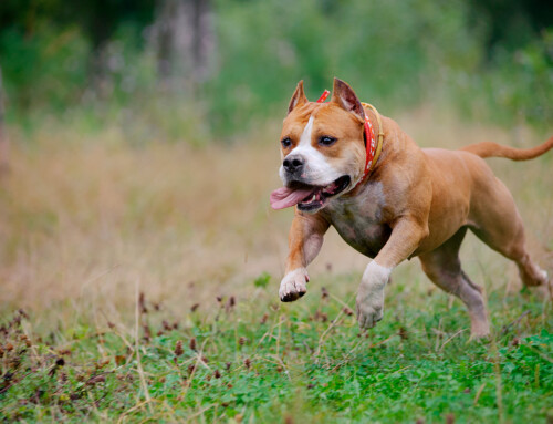 Requisitos para adoptar un Perro Potencialmente Peligroso