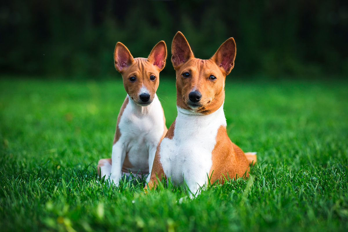 Basenji