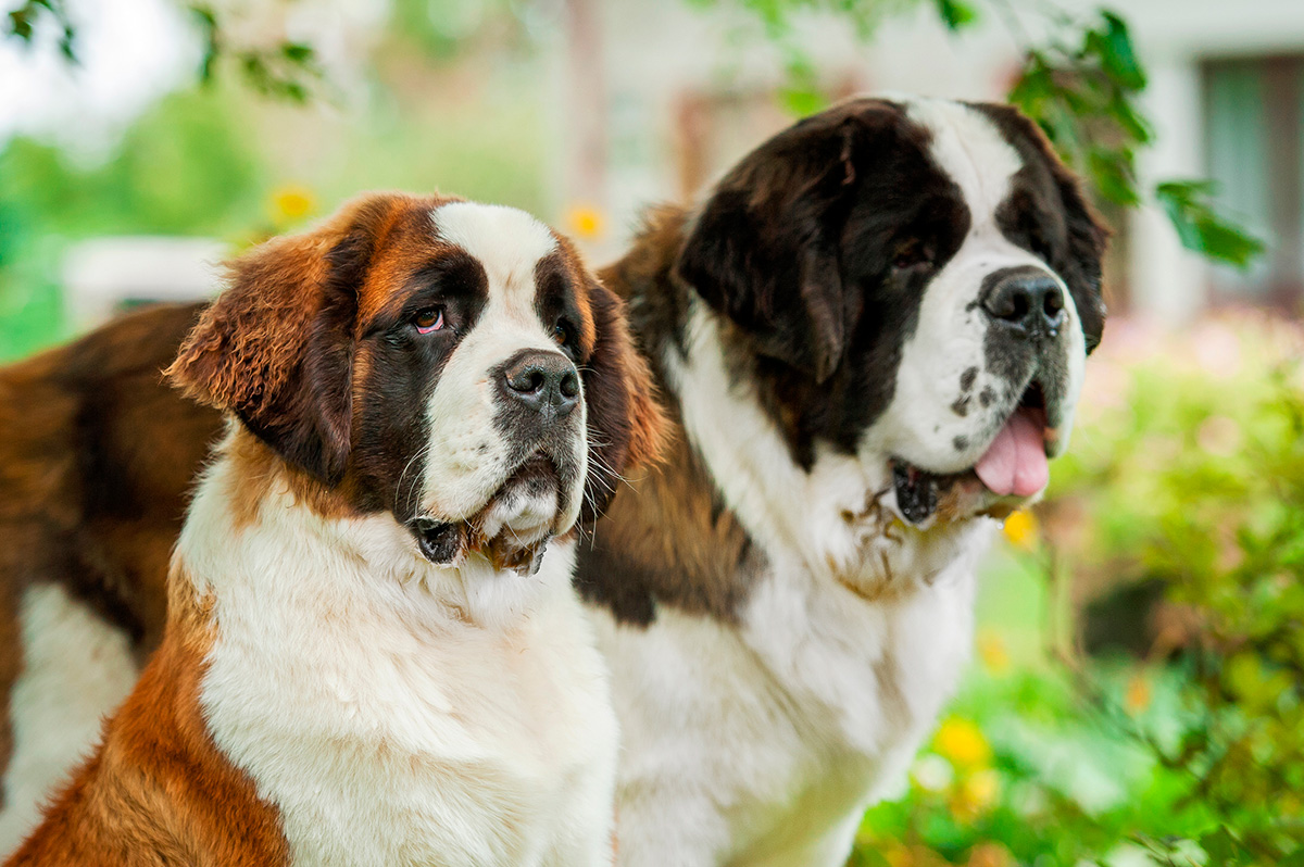 San Bernardo junto a su cachorro