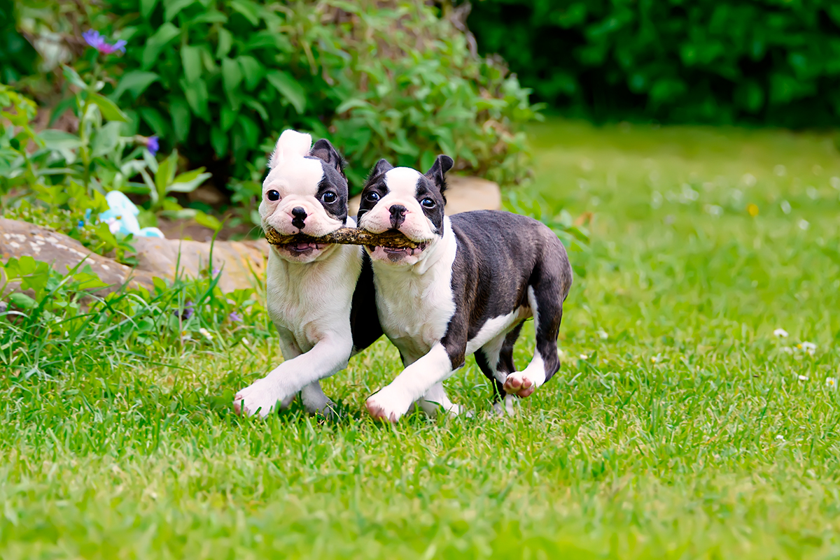 cachorros de Boston terrier jugando
