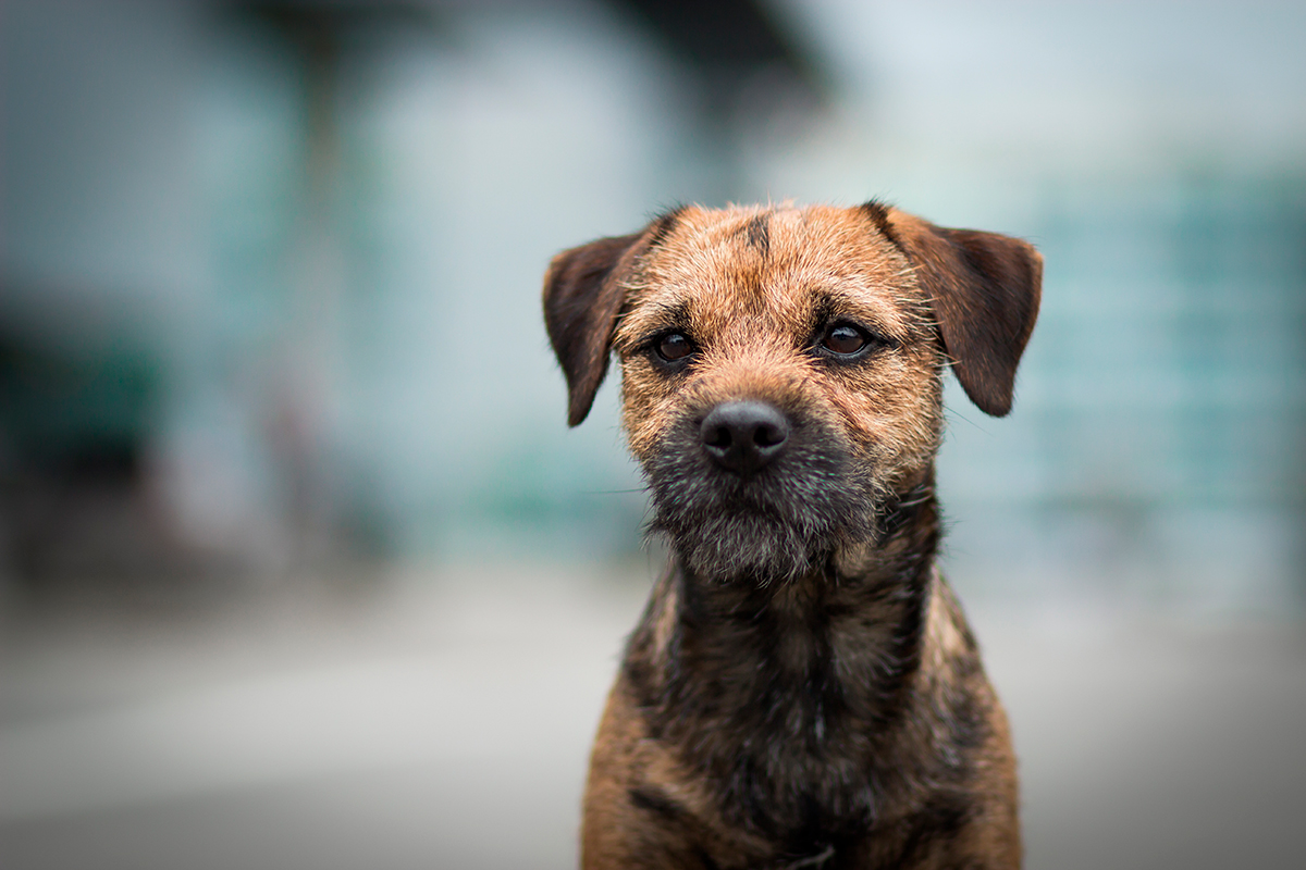 perro de raza Border Terrier