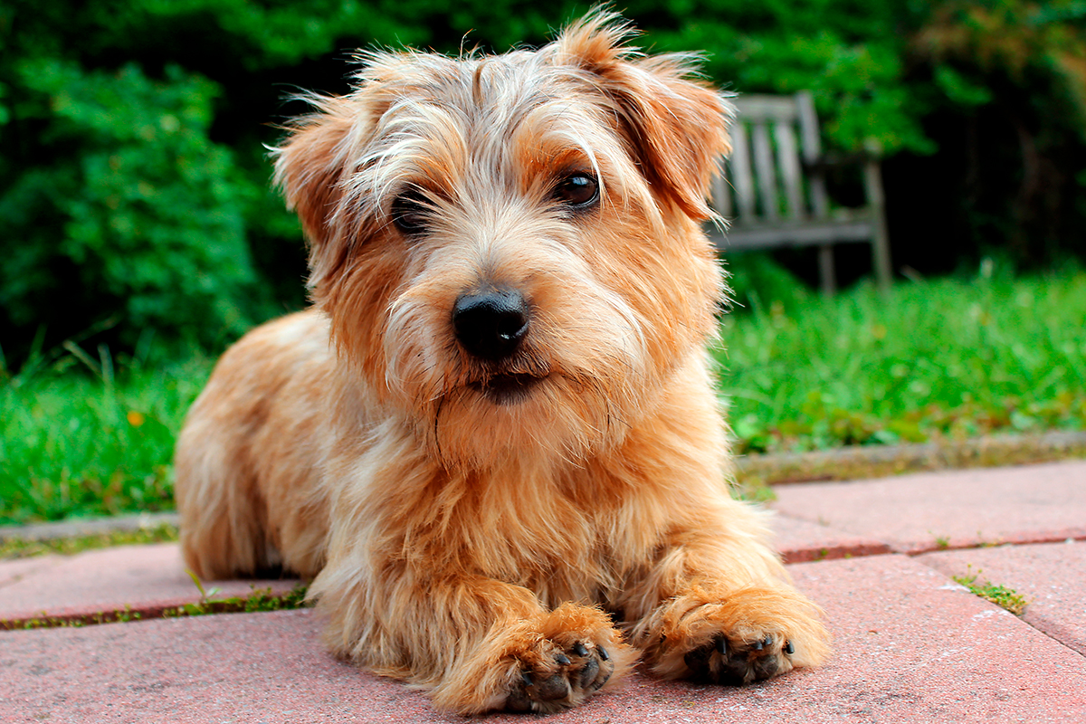 perro de raza Norfolk Terrier