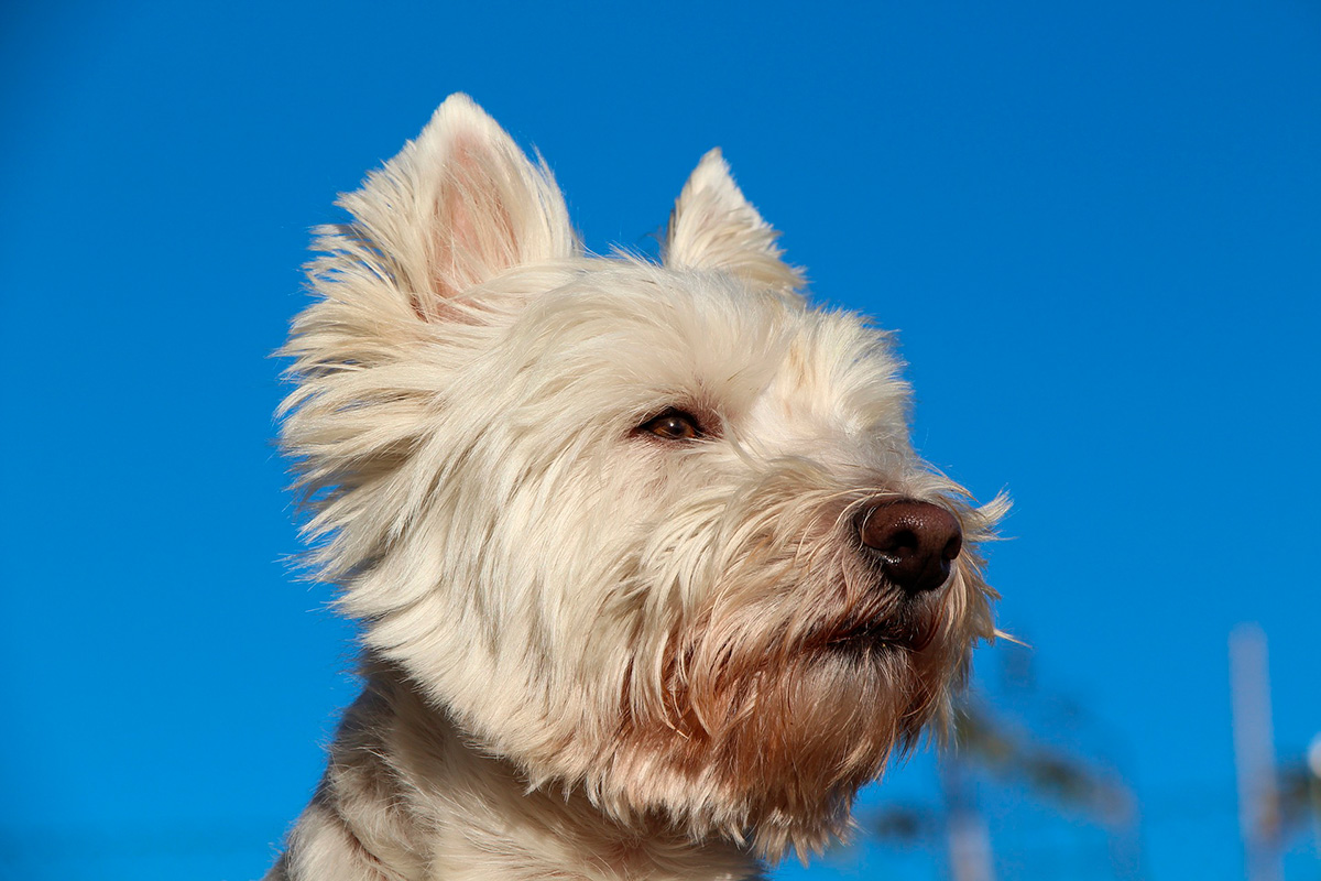 perro westy
