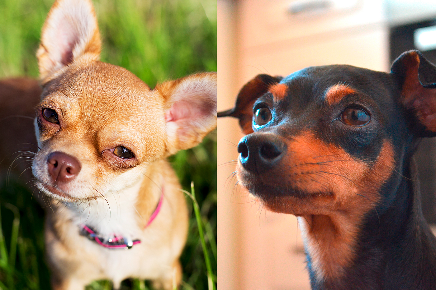 Chihuahua y pinscher mini
