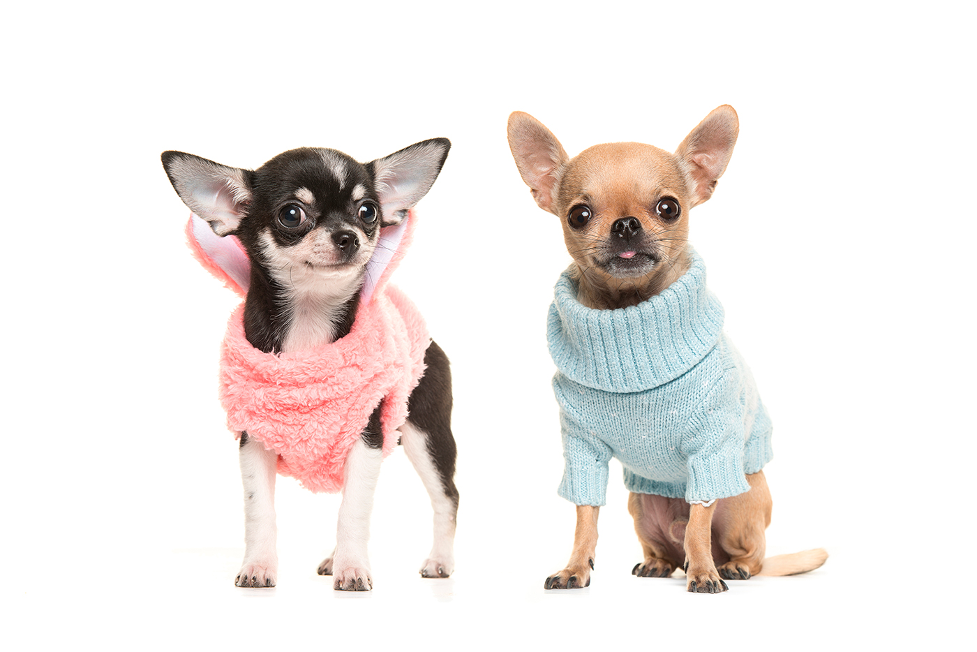 chihuahua cabeza de manzana vs venado chihuahua cabeza de manzana vs venado