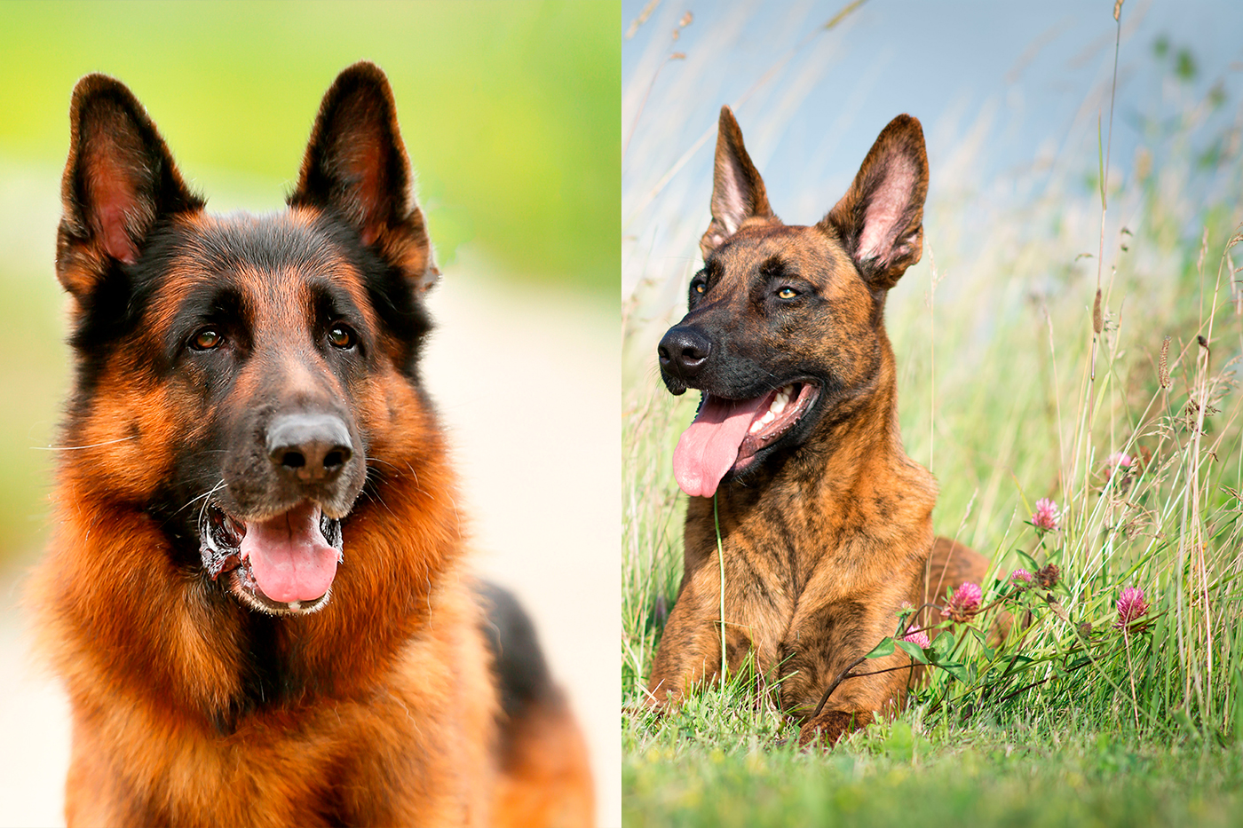 pastor holandes y pastor aleman