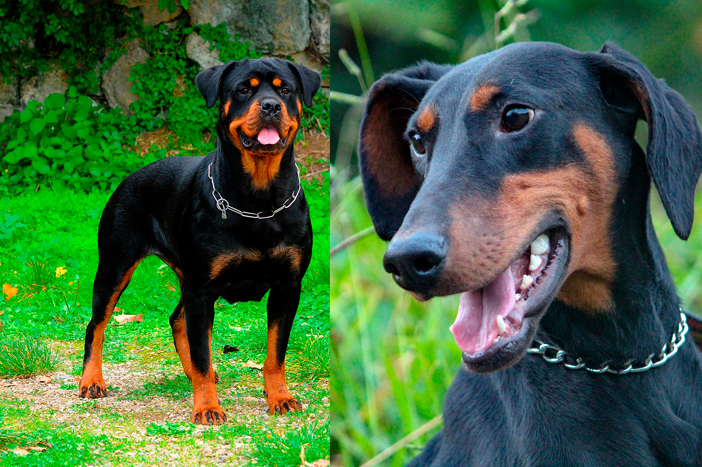 rottweiler vs doberman