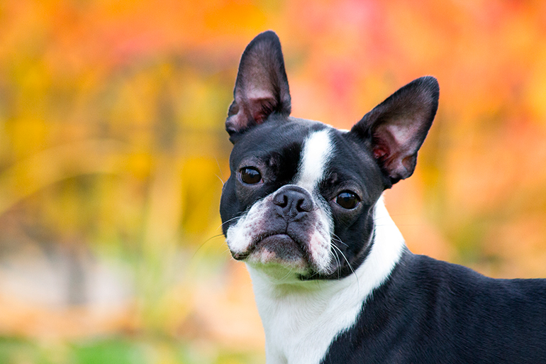 boston terrier boston terrier