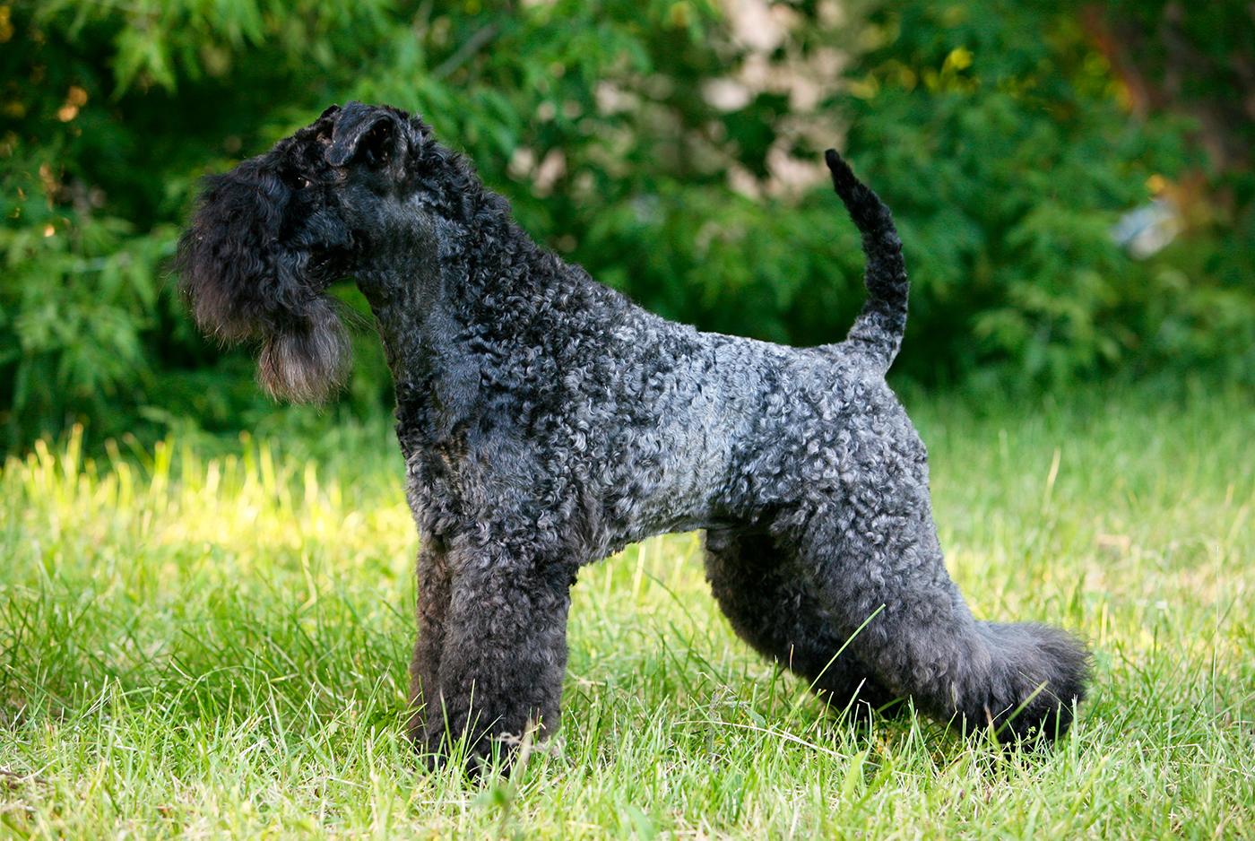 perro Kerry blue terrier