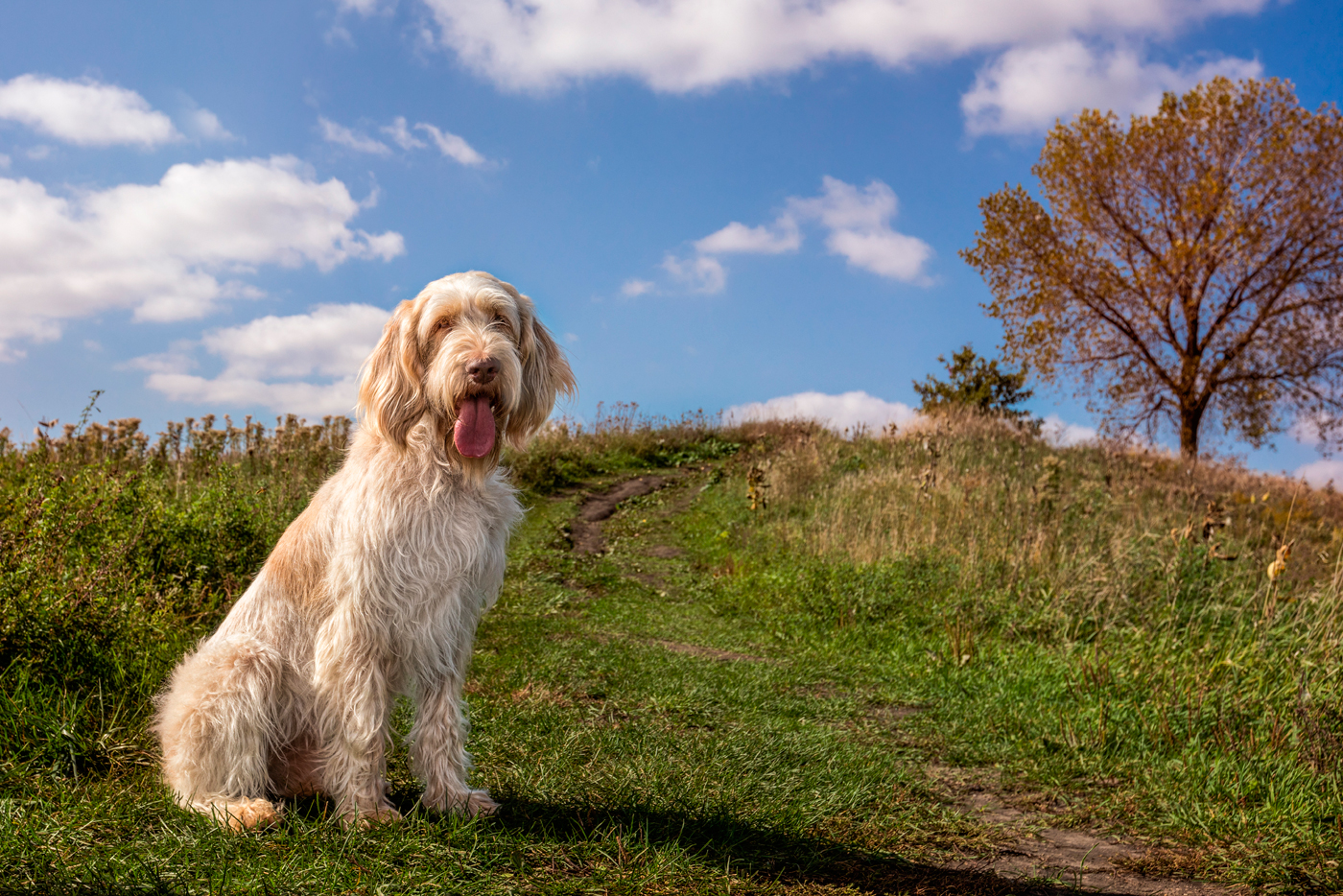 Spinone italiano