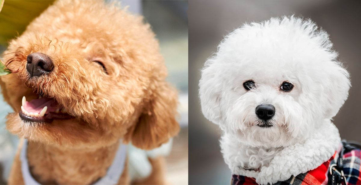 caniche vs bichon maltes