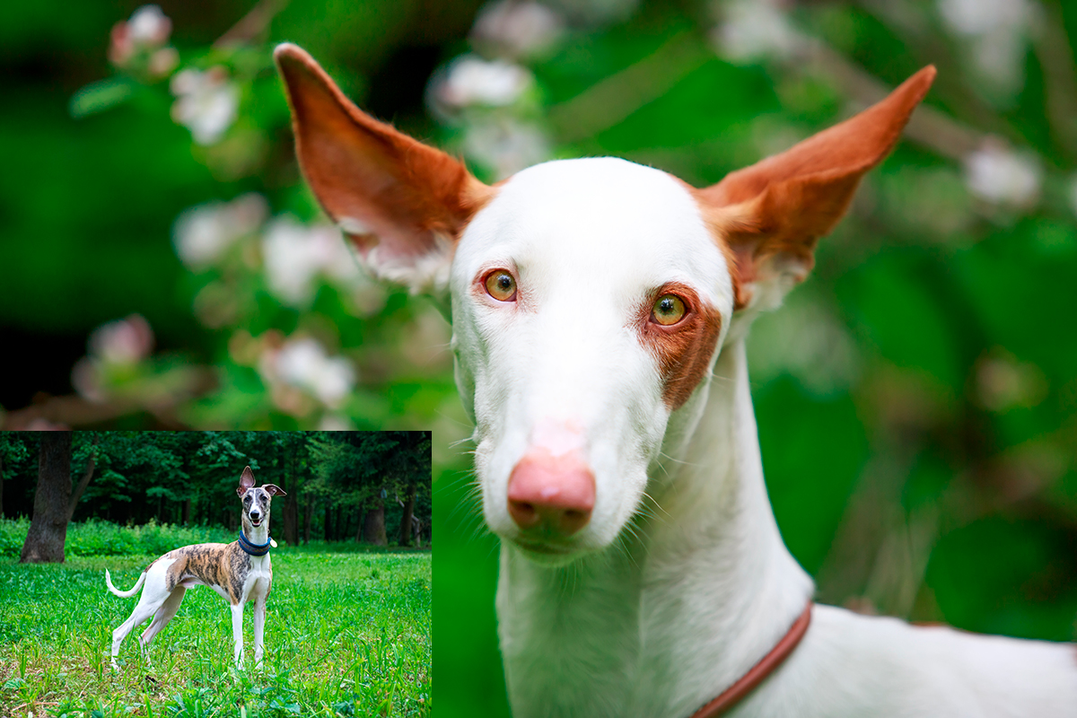galgo vs podenco