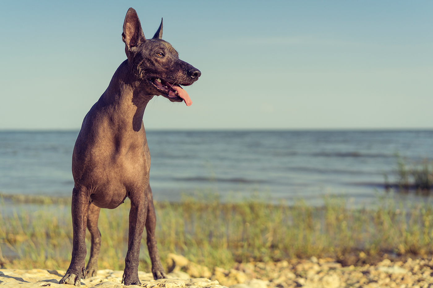 Xoloitzcuintle