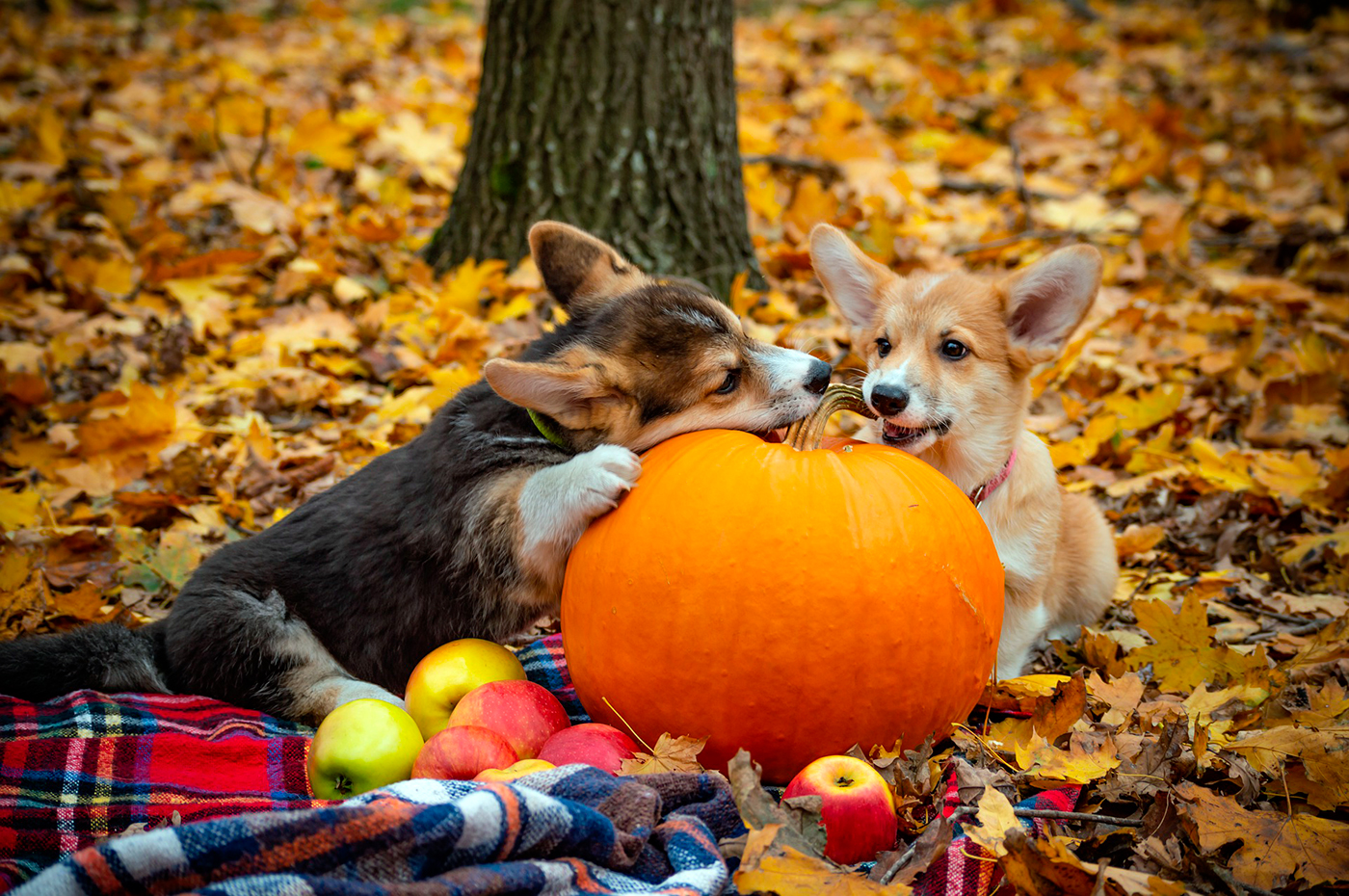 pero comiendo una calabaza