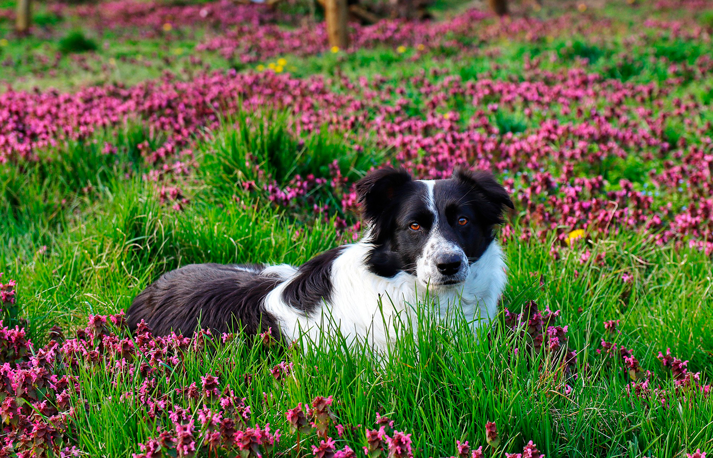 perro en jardin con flores