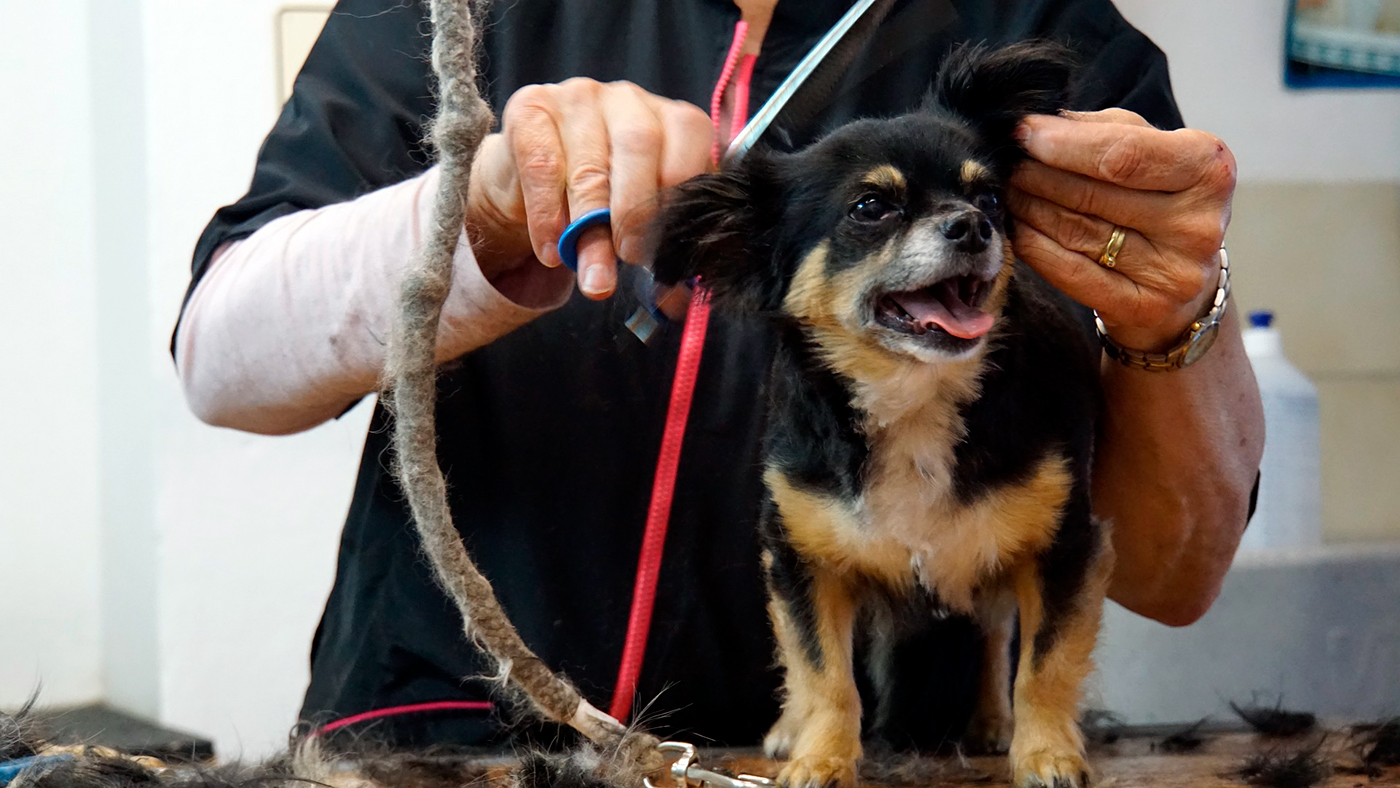 perro en peluqueria canina