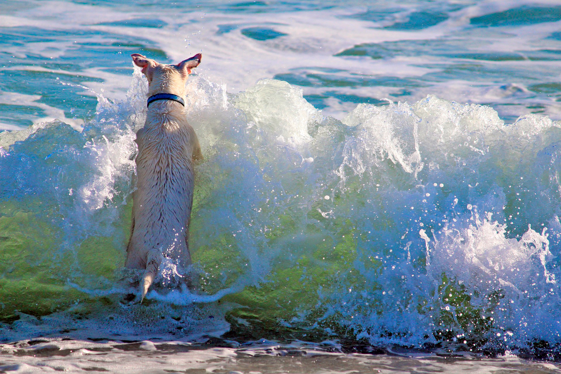 perro jugando en la playa perro jugando en la playa