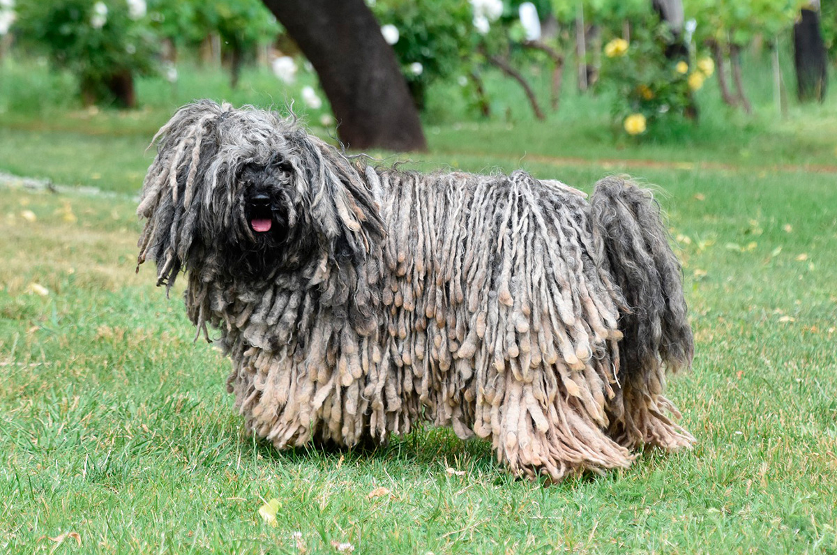 perro puli