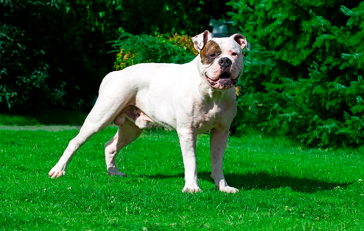 Bulldog americano vigilando el jardin