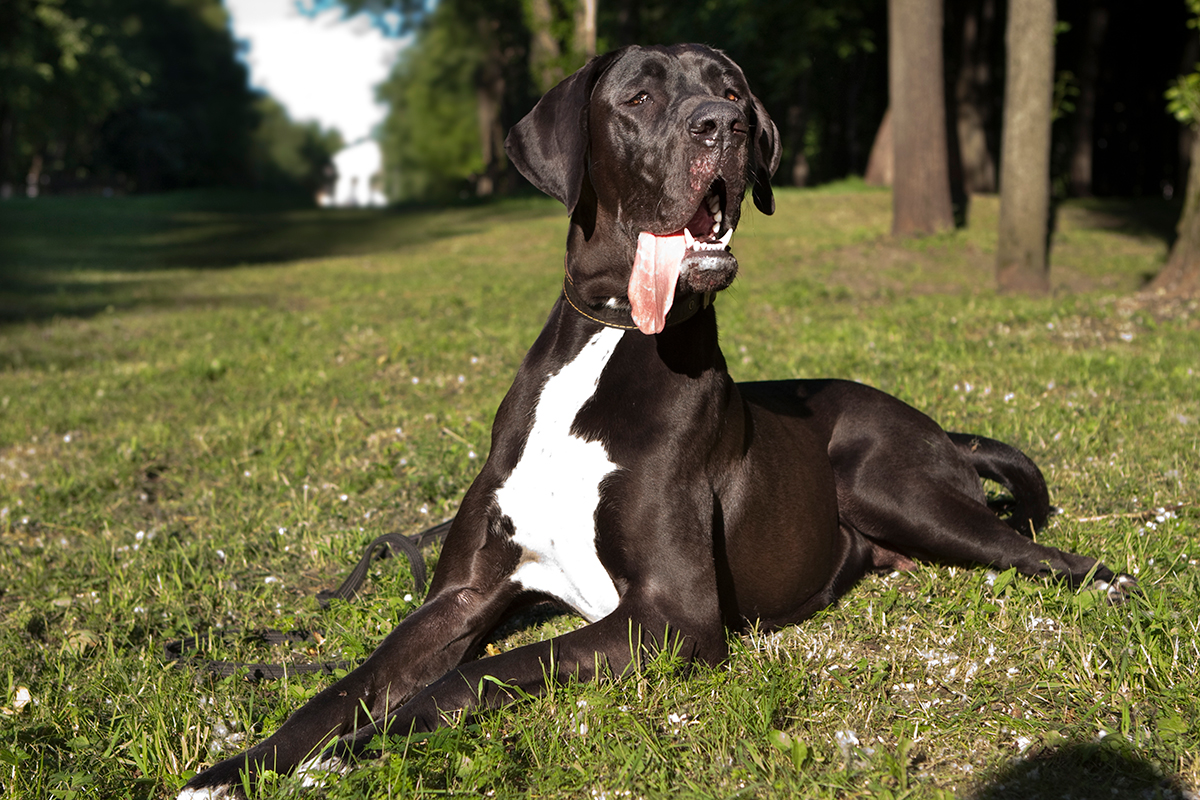 Dogo aleman tumbado sobre el cesped