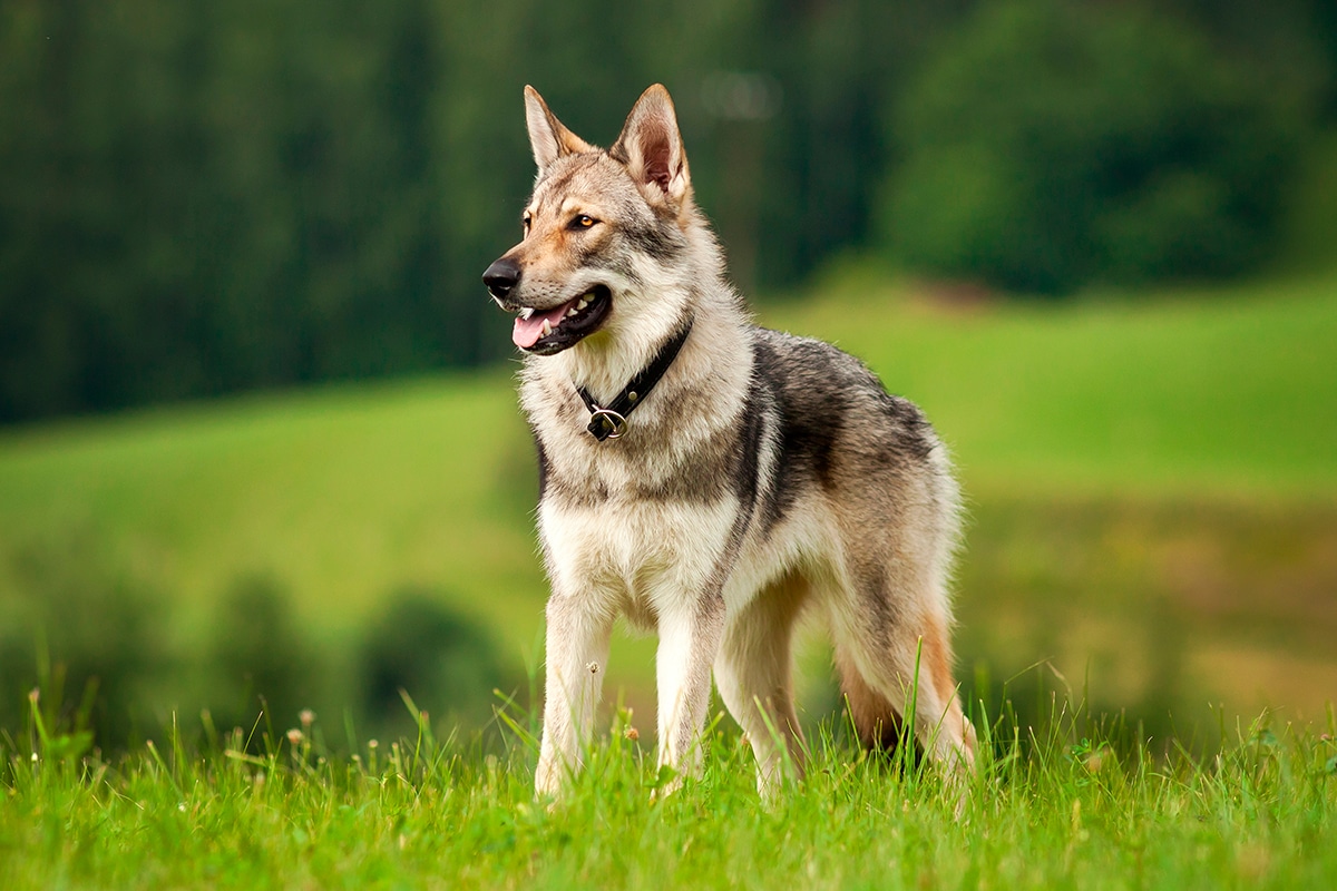Perro lobo checoslovaco en el bosque