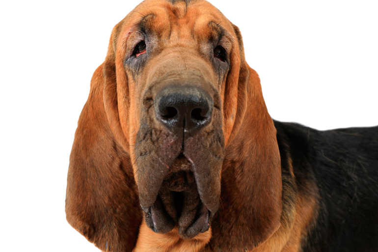 BloodHound