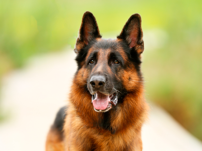 Pastor-alemán-esperando-a-su-dueño