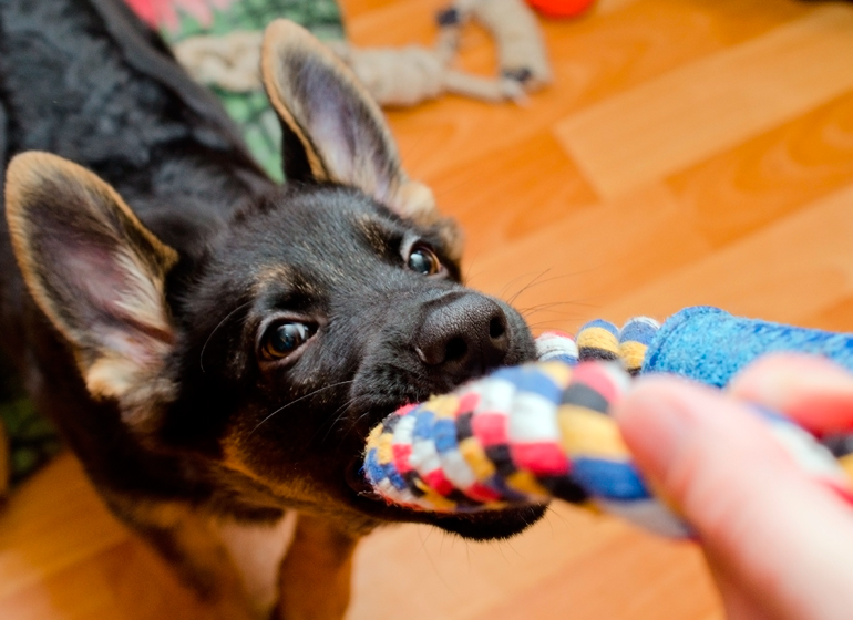 cachorro-de-pastor-alemán-jugando-en-casa