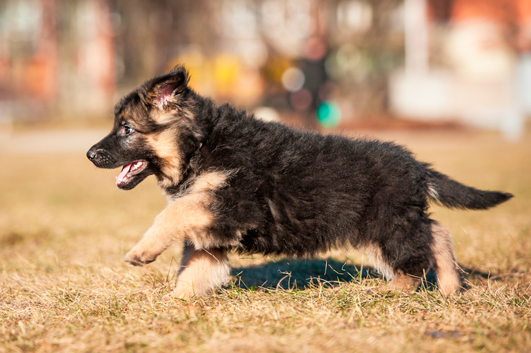 cachorro-de-pastor-aleman-jugando-en-la-calle