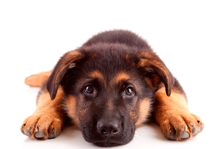 cachorro-de-raza-pastor-alemán