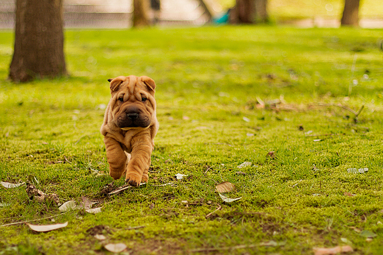 cachorro-de-shar-pei-corriendo