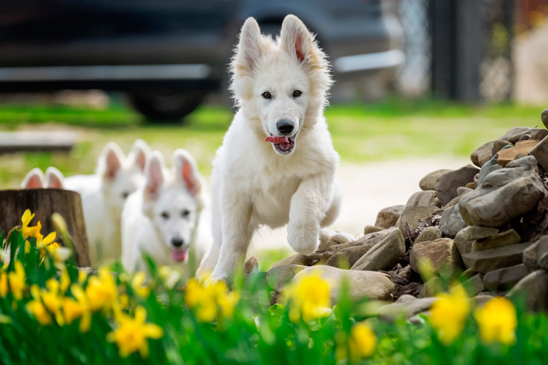 cachorros de pastor suizo corriendo