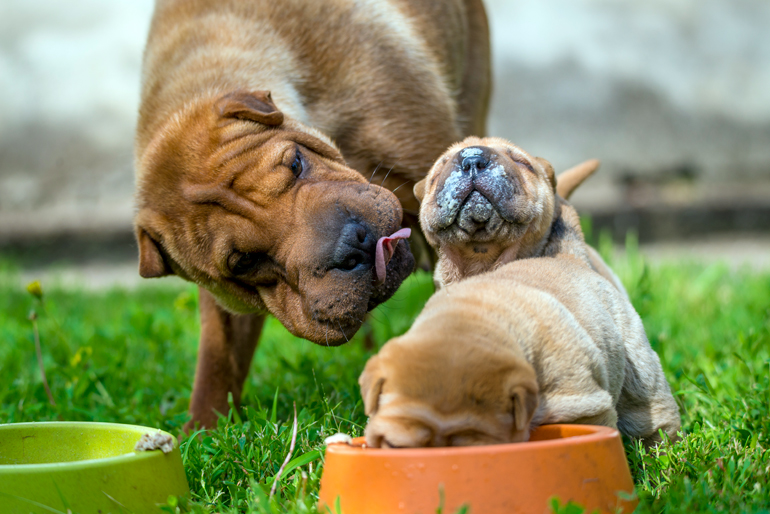 cachorros-de-shar-pei-comiendo