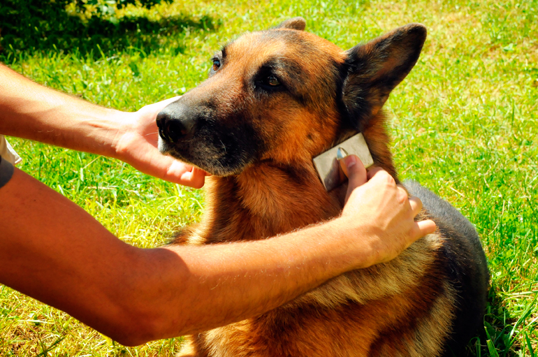 cepillando-a-un-pastor-alemán