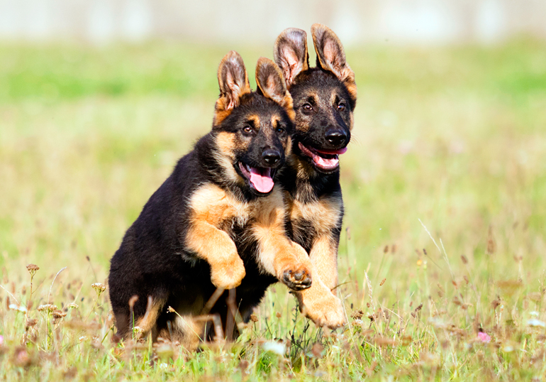 dos cachorros de pastor aleman jugando