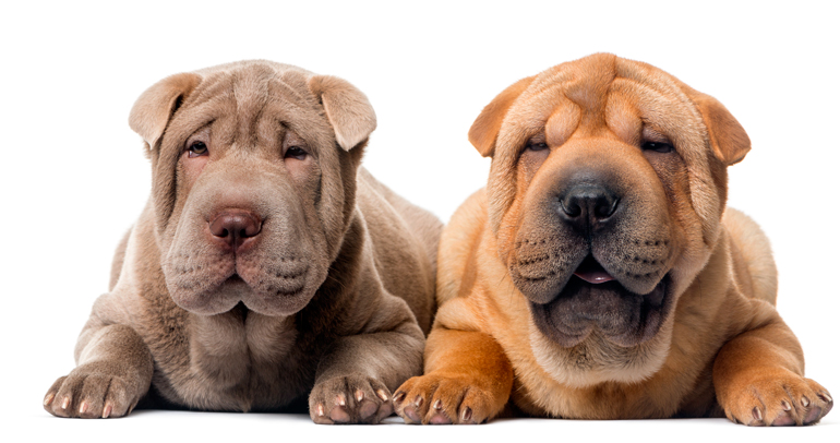 dos perros de raza shar pei de diferente color