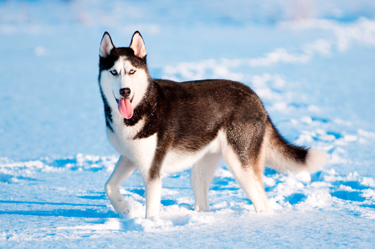 husky siberiano en la nieve