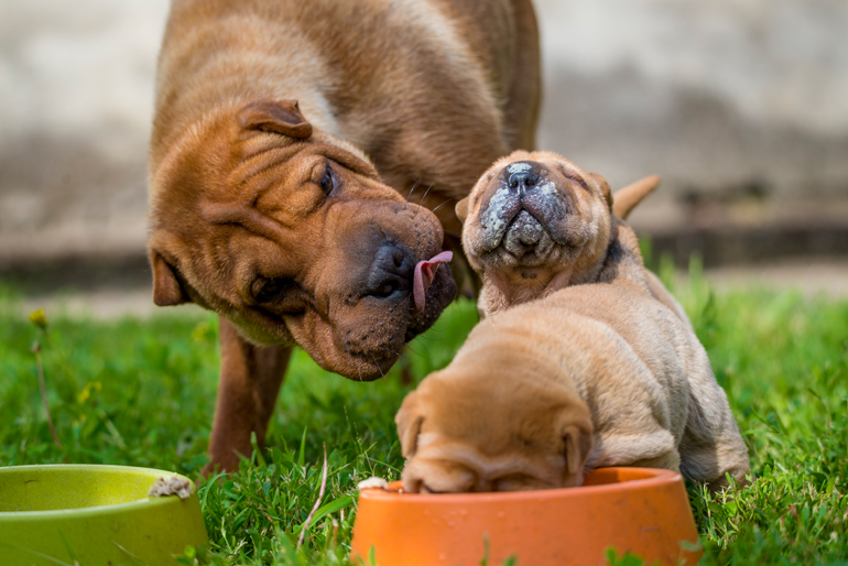 madre-shar-pei-junto-a-sus-cachorros