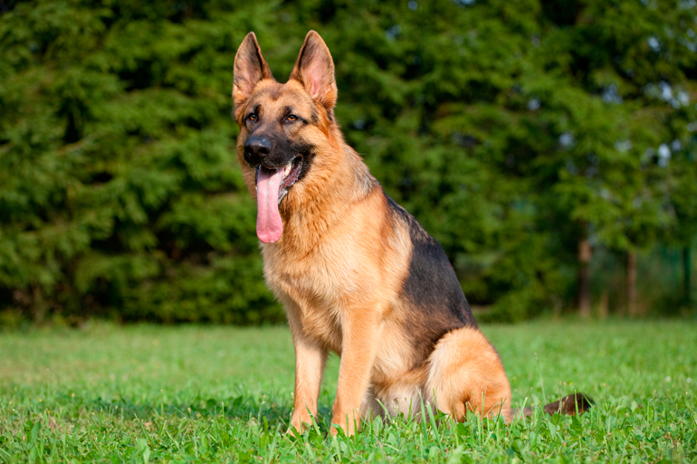 pastor-alemán-adulto