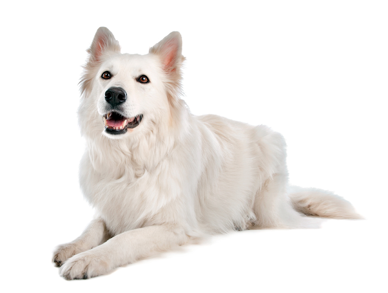 pastor-suizo-adulto-tumbado